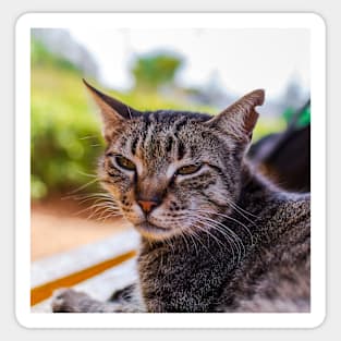 Portrait of tabby cat Sticker